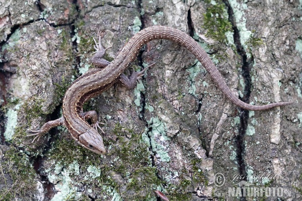 Waldeidechse (Lacerta vivipara)