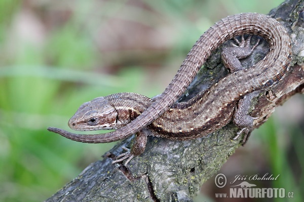 Waldeidechse (Lacerta vivipara)