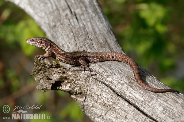 Waldeidechse (Lacerta vivipara)