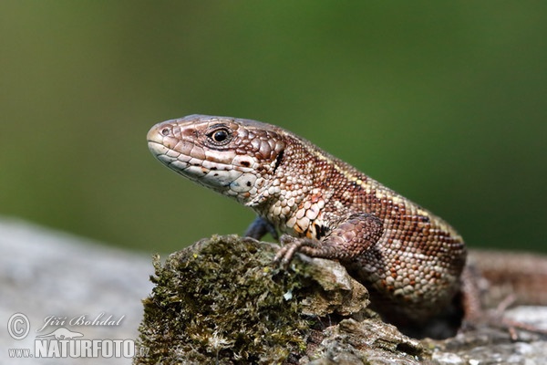 Waldeidechse (Lacerta vivipara)