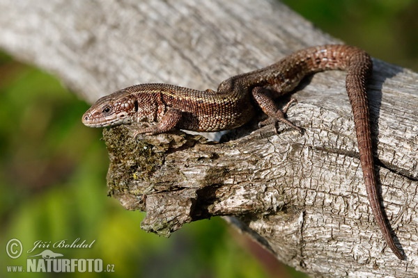 Waldeidechse (Lacerta vivipara)