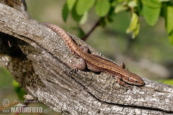 Waldeidechse (Lacerta vivipara)