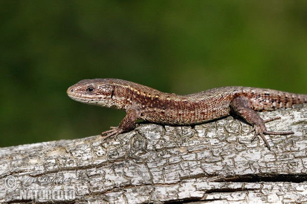 Waldeidechse (Lacerta vivipara)