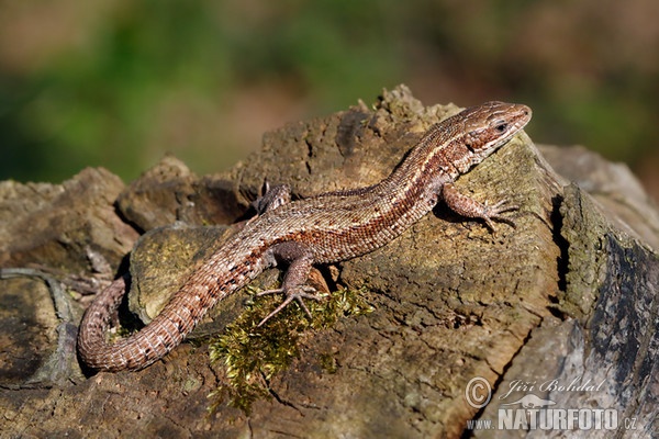 Waldeidechse (Lacerta vivipara)