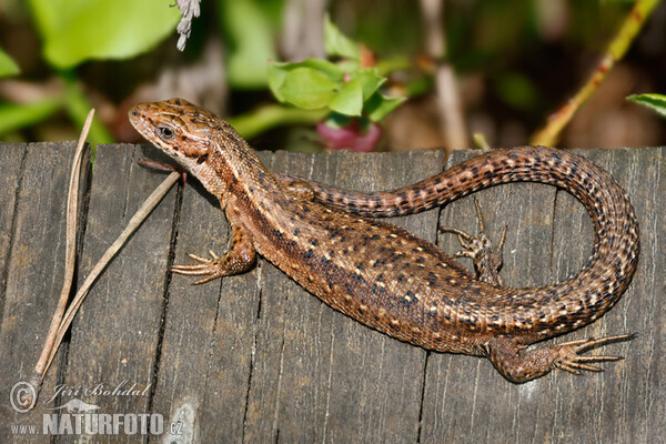 Waldeidechse (Lacerta vivipara)