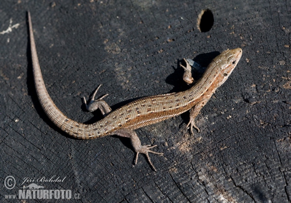 Waldeidechse (Lacerta vivipara)