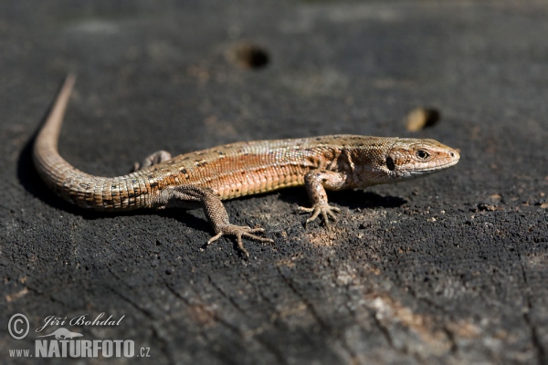 Waldeidechse (Lacerta vivipara)