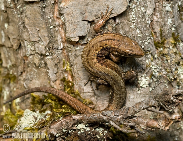 Waldeidechse (Lacerta vivipara)