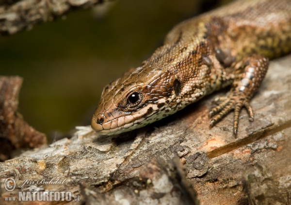 Waldeidechse (Lacerta vivipara)