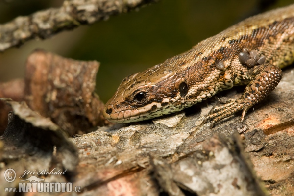 Waldeidechse (Lacerta vivipara)