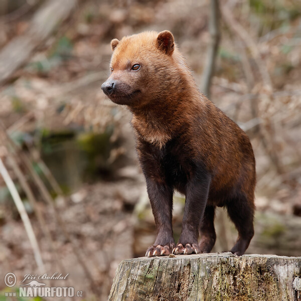 Waldhund (Speothos venaticus)