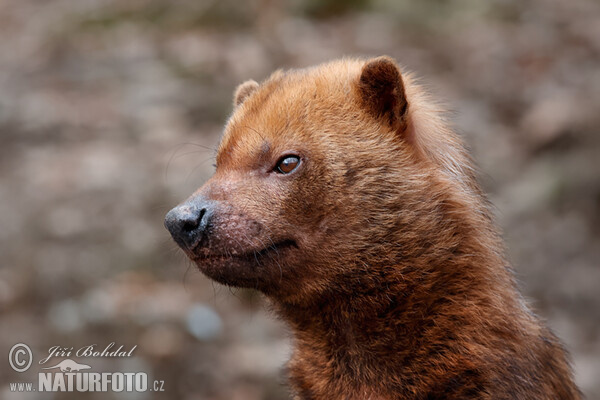 Waldhund (Speothos venaticus)