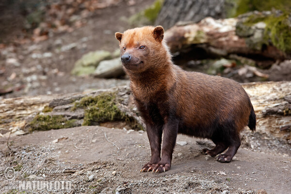 Waldhund (Speothos venaticus)