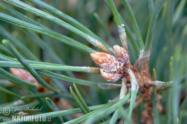 Waldkiefer (Pinus sylvestris)