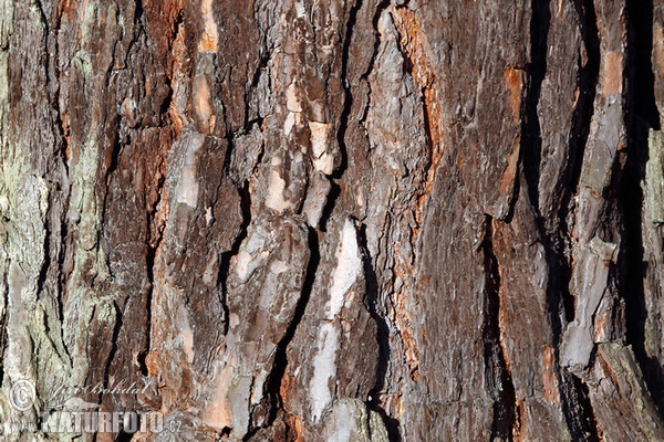 Waldkiefer (Pinus sylvestris)