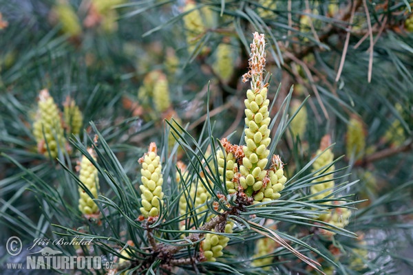 Waldkiefer (Pinus sylvestris)