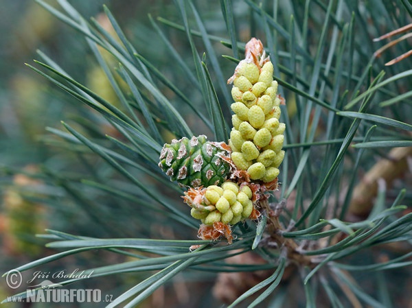 Waldkiefer (Pinus sylvestris)