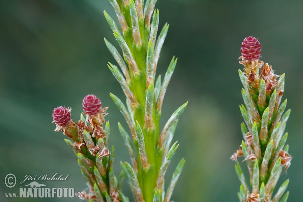 Waldkiefer (Pinus sylvestris)