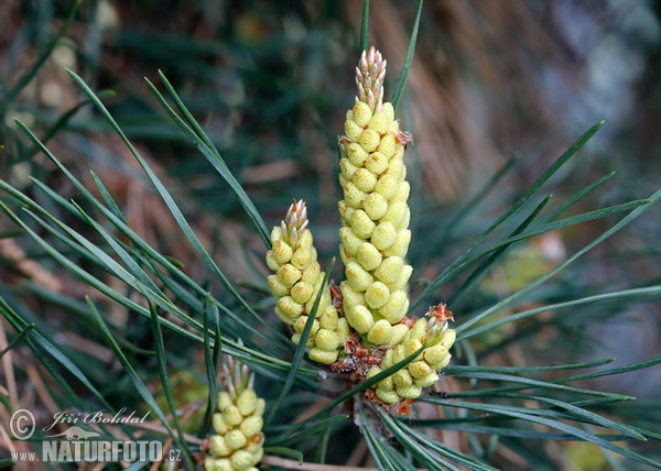 Waldkiefer (Pinus sylvestris)