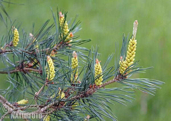 Waldkiefer (Pinus sylvestris)