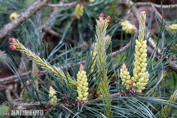 Waldkiefer (Pinus sylvestris)