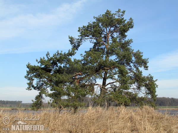 Waldkiefer (Pinus sylvestris)