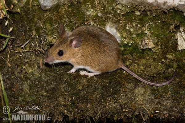 Waldmaus (Apodemus sylvaticus)