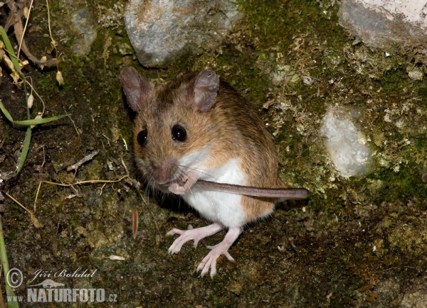 Waldmaus (Apodemus sylvaticus)