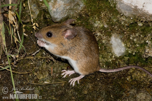 Waldmaus (Apodemus sylvaticus)