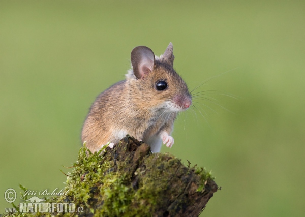 Waldmaus (Apodemus sylvaticus)