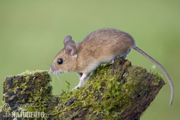 Waldmaus (Apodemus sylvaticus)