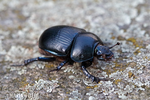 Waldmistkäfer (Anoplotrupes stercorosus)