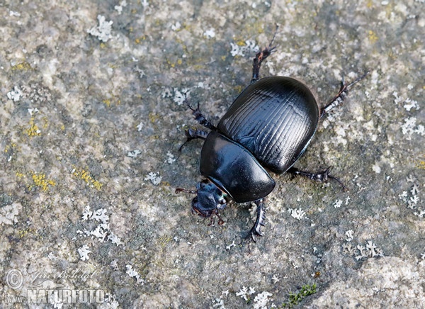 Waldmistkäfer (Anoplotrupes stercorosus)