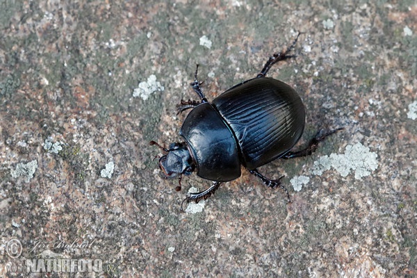 Waldmistkäfer (Anoplotrupes stercorosus)