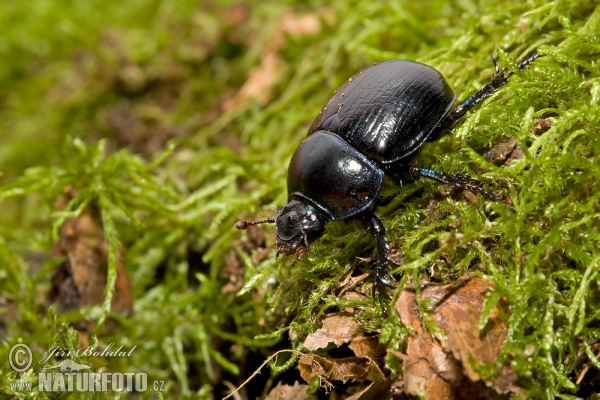 Waldmistkäfer (Anoplotrupes stercorosus)