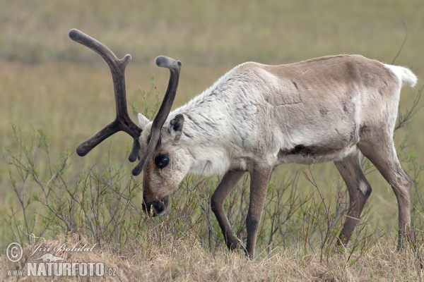 Waldren (Rangifer tarandus)