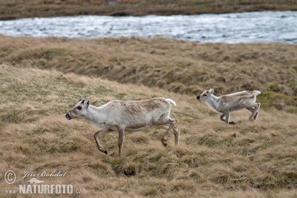 Waldren (Rangifer tarandus)