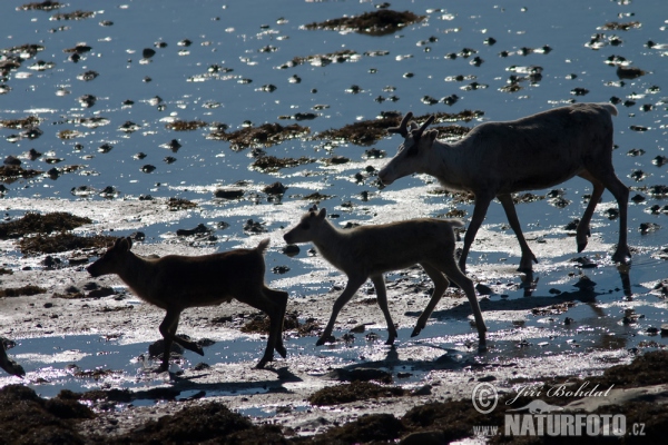 Waldren (Rangifer tarandus)