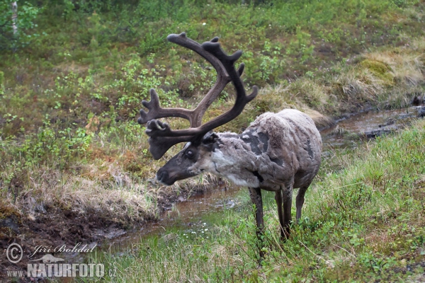 Waldren (Rangifer tarandus)