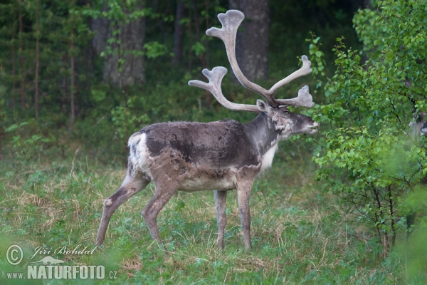 Waldren (Rangifer tarandus)