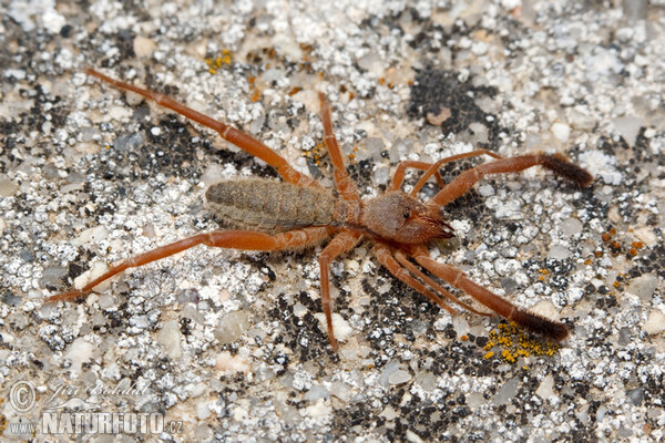 Walzenspinne (Gluvia dorsalis)