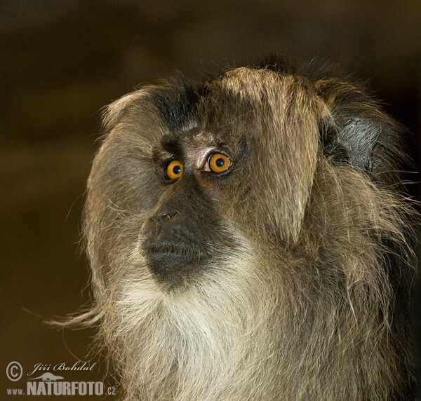 Wanderu (Macaca silenus)