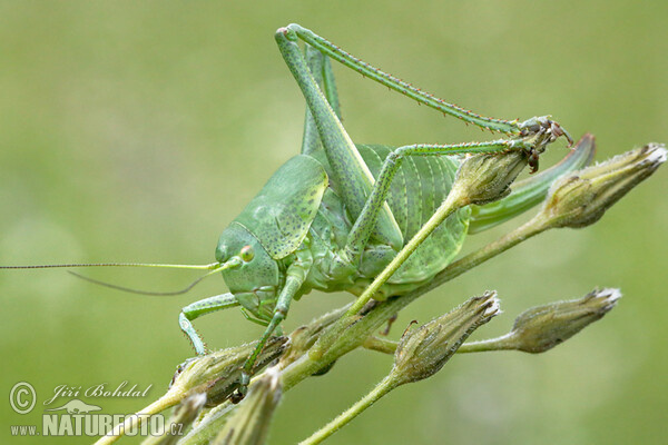 Wanstschrecke (Polysarcus denticauda)