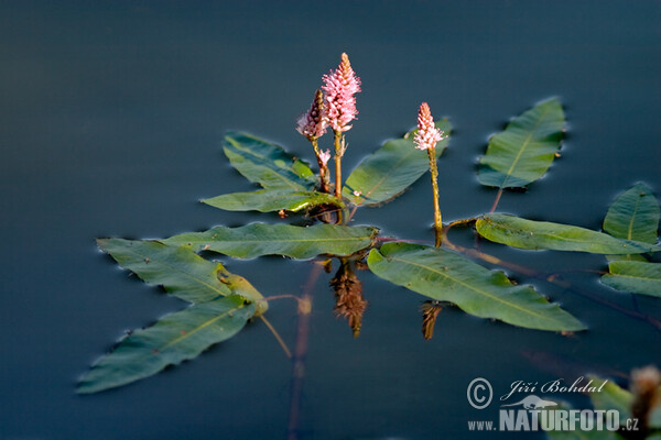 Wasser - Knöterich (Persicaria amphibia)