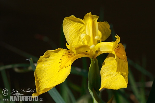 Wasser-Schwertlilie (Iris pseudacorus)