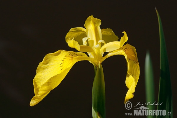 Wasser-Schwertlilie (Iris pseudacorus)