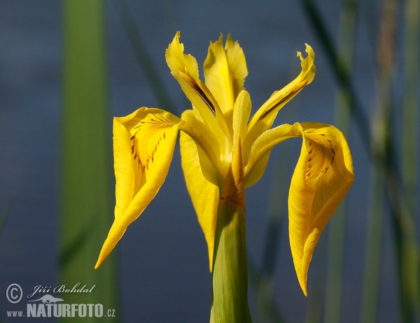 Wasser-Schwertlilie (Iris pseudacorus)