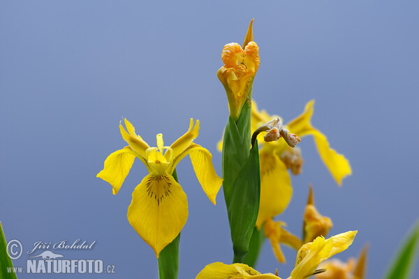 Wasser-Schwertlilie (Iris pseudacorus)