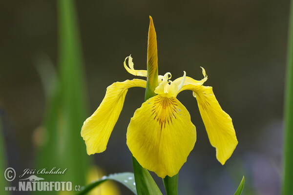 Wasser-Schwertlilie (Iris pseudacorus)