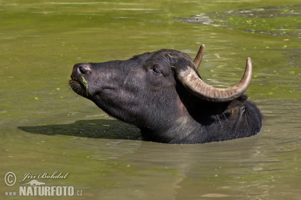 Wasserbüffel (Bubalus bubalis)